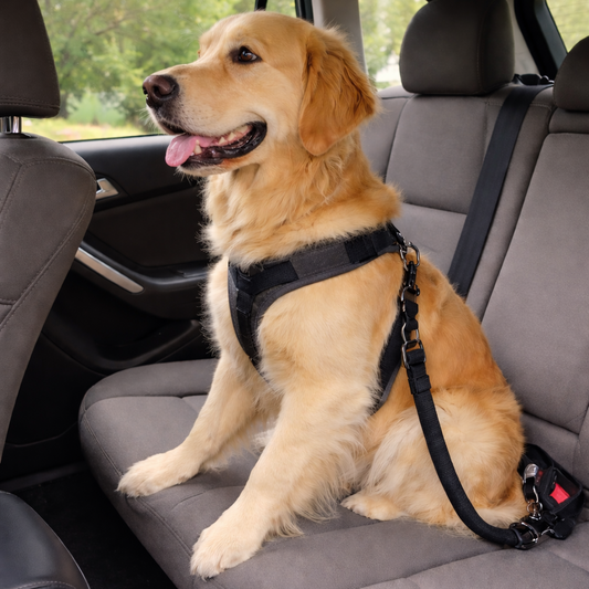 SecureRide Dog Car Leash